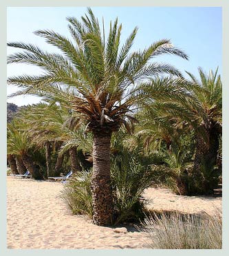 Rent A Car Chania, Vai Beach